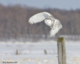 Harfang des Neiges / Snowy Owl