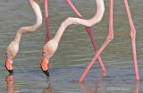 Flamingo - Greater Flamingo - Phoenicopterus Ruber
