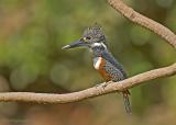 Reuze ijsvogel - Giant Kingfisher - Megaceryle maximus