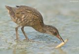 Waterral - Water rail - Rallus aquaticus