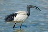Heilige Ibis - Sacred Ibis - Threskiornis Aethiopicus
