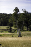 Birches