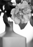 Dying Tea Rose
