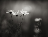Coreopsis
