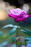 Backlit Rose #1