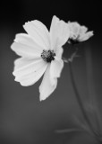 Open and Opening Cosmos