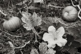 Pumpkin Blossom with Pumpkin Pair