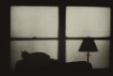 Morning Silhouette
