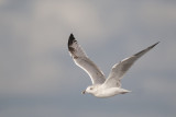 Zilvermeeuw - European Herring Gull - Larus argentatus