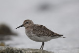 Bonte Strandloper - Dunlin - Calidris alpina