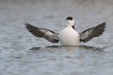 Alk - Razorbill - Alca torda