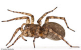 Arctosa similis_0000 EM-99294.jpg