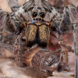 Hogna radiata_0840 EM-96765.jpg