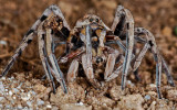 Hogna radiata_0000 EM-0061487.jpg