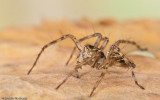 Oxyopes heterophthalmus_0000 EM-97864.jpg