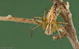Oxyopes lineatus_0000 EM-90468.jpg