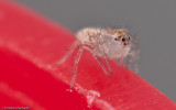Oxyopes_0935 EM-91251.jpg