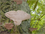 P1290585kopie.jpg