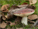Russula spec.