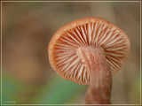 geschubde fopzwam
