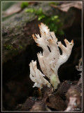 Witte koraalzwam - Clavulina coralloides