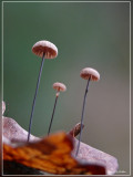 Dwergwieltje - Marasmius bulliardii.