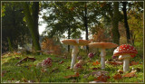Vliegenzwam - Amanita muscaria