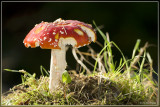 _N095838kopie.jpg