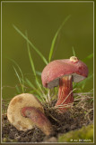 Rode Boleet - Boletus rubellus