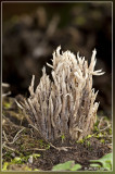 Witte koraalzwam - Clavulina coralloides