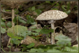 Grote parasolzwam - Macrolepiota procera