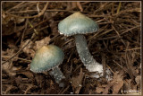 Valse kopergroenzwam - Stropharia carulea