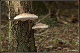Berkenzwam - Piptoporus betulinus