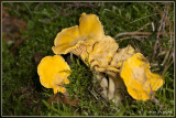 Hanenkam - Cantharellus cibarius