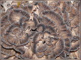 Eikhaas - Grifola frondosa