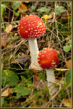 Vliegenzwam - Amanita muscaria