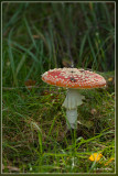 Vliegenzwam - Amanita muscaria