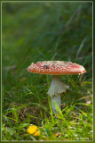 Vliegenzwam - Amanita muscaria
