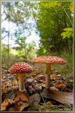 Vliegenzwam - Amanita muscaria