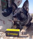 Argo with his handlers new Leatherman Surge