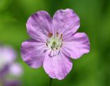 Cranebill (Geranium maculatum)