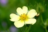Sulphur Cinquefoil (Potentilla recta)