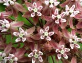 Milkweed (Asclepias syriaca)