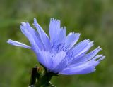 Chicory (Cichorium intybus)