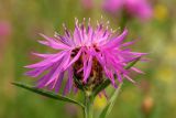 Black Knapweed (Centaurea nigra)