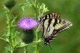 Tiger Swallowtail on Bull Thistle (Cirsium vulgare)