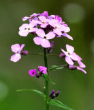 Dames Rocket (Hesperis matronalis)