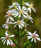 Aster