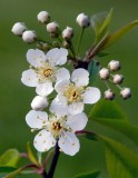 Bird, Fire, or Pin Cherry (Prunus pensylvanica)