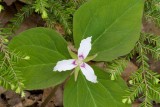 Painted Trillium (Trillium undulatum)